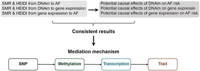 Mendelian Randomization Integrating GWAS, eQTL, and mQTL Data Identified Genes Pleiotropically Associated With Atrial Fibrillation